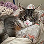 bed, blanket, cat, comfort, cozy, curious, cute, floral_pattern, fluffy, fur, gray, indoor, pet, pink_nose, quilt, relaxed, resting, whiskers, white, yellow_eyes