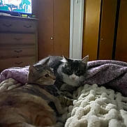 Gucci is registered to the contest to win money with this photo: animal, bedroom, black_and_white_cat, blanket, cat, closeup, cozy, dresser, fur, furniture, home, indoor, knitted_blanket, pets, resting, sleepy, soft_lighting, tabby_cat, television, warm_colors