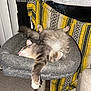 Gucci is registered to the contest to win money with this photo: animal, blanket, cat, cat_bed, cozy, feline, fluffy_fur, fur, gray_cat, home, indoor, patterned, paw, pet, relaxed, resting, sleeping, white_paws, window, yellow