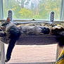 Gucci joined the competition — help win amazing prizes! animal, cat, cozy, cushion, domestic, feline, fluffy, fur, household, indoor, nature_view, perch, pets, relaxation, resting, sleeping, stretching, sunlight, tail, window