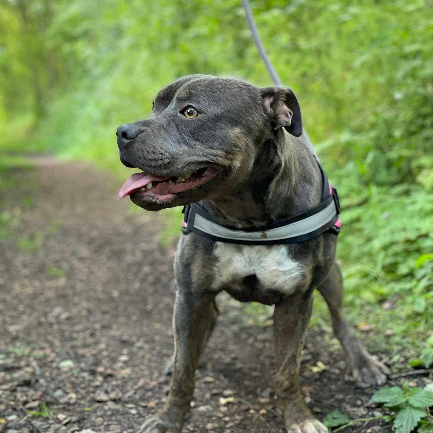 Myra participe au concours pour gagner de l'argent avec cette photo : accessories, animal, boxer, bulldog, canine, dog, grass, herbal, herbs, hound, land, outdoors, pet, pitbull, plant, puppy, rock, strap, tree, vegetation