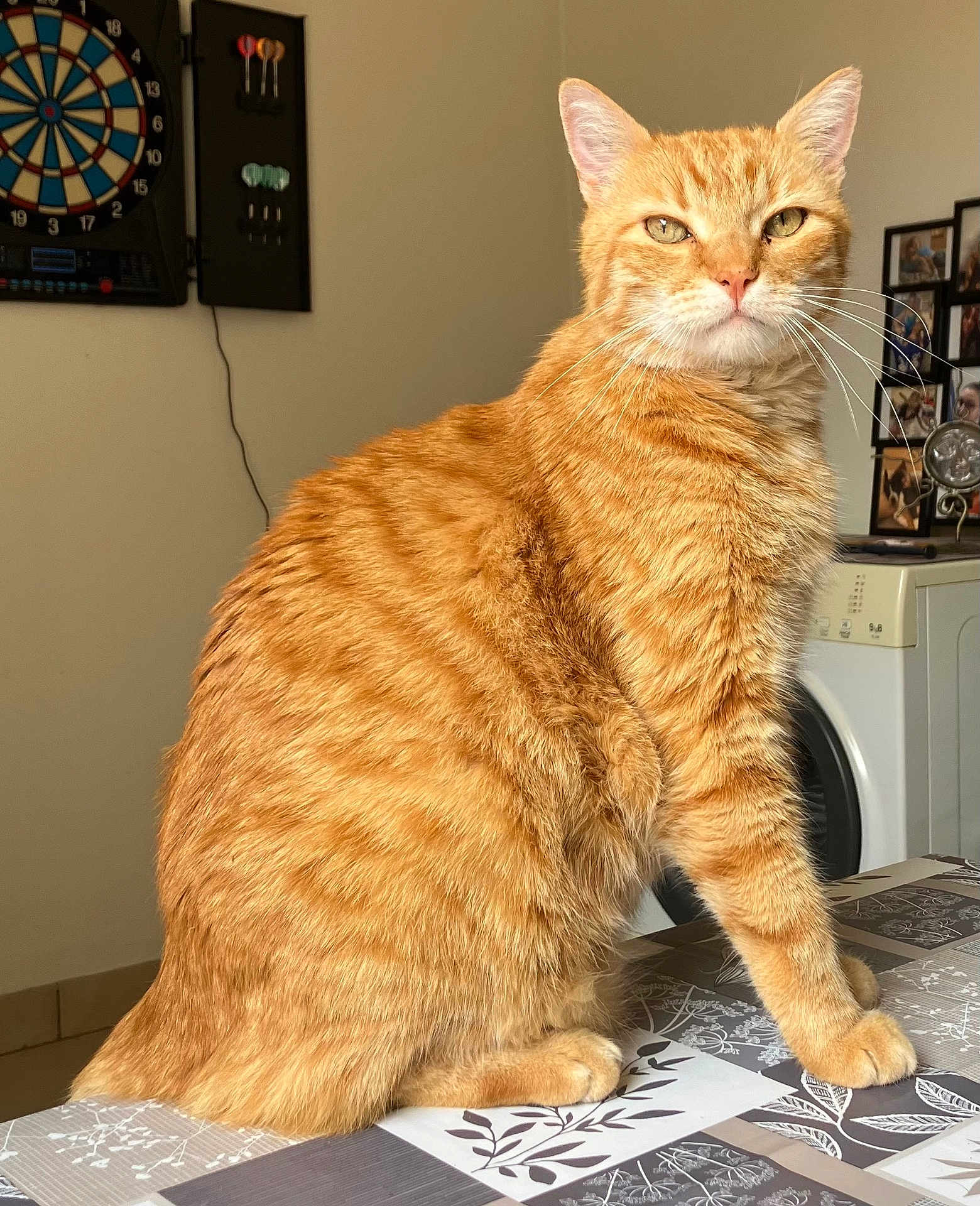 Chi participe au concours pour gagner de l'argent avec cette photo : cat, orange_tabby, feline, pet, indoor, table, tablecloth, dartboard, wall, home, appliance, washing_machine, furniture, domestic_animal, animal, whiskers, ears, fur, eyes, sitting