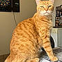 cat, orange_tabby, feline, pet, indoor, table, tablecloth, dartboard, wall, home, appliance, washing_machine, furniture, domestic_animal, animal, whiskers, ears, fur, eyes, sitting
