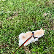 Belle participe au concours pour gagner de l'argent avec cette photo : dog, puppy, grass, leash, outdoor, nature, pet, small_dog, greenery, field, walking, fluffy, canine, animal, exploring, summer, daytime, harness, curled_tail, leisure