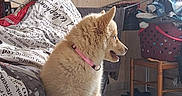 Belle a rejoint le concours — aidez-le/la à gagner de superbes lots ! puppy, dog, bed, blanket, pink_collar, indoor, laundry, clothes, basket, furniture, curious, fluffy, home, room, floor, seated, textile, comfort, pet, young_dog