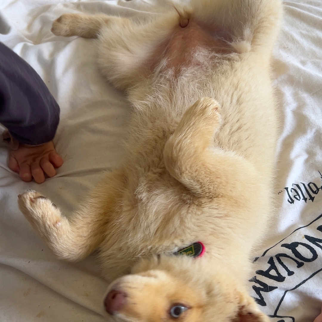 Belle