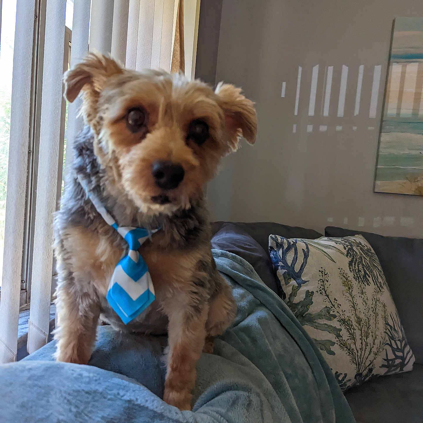 Toby joined the competition — help win amazing prizes! animal, blanket, companion, couch, cozy, curtains, cute, dog, domestic_animal, fur, furniture, home, indoor, living_room, pet, pillow, portrait, small_dog, tie, window