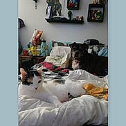 Jade is registered to the contest to win money with this photo: cat, dog, bed, blanket, indoor, shelf, figurine, snacks, water_bottle, pillow, plaid, resting, animal, pet, furniture, wall_art, room, relaxed, domestic, companion