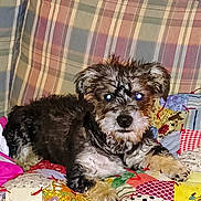Lady is registered to the contest to win money with this photo: animal, colorful, companion, couch, cozy, cute, dog, domestic_animal, flash, fur, glowing_eyes, indoor, lying_down, patchwork, pet, plaid, puppy, quilt, resting, small_dog