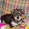 animal, colorful, companion, couch, cozy, cute, dog, domestic_animal, flash, fur, glowing_eyes, indoor, lying_down, patchwork, pet, plaid, puppy, quilt, resting, small_dog