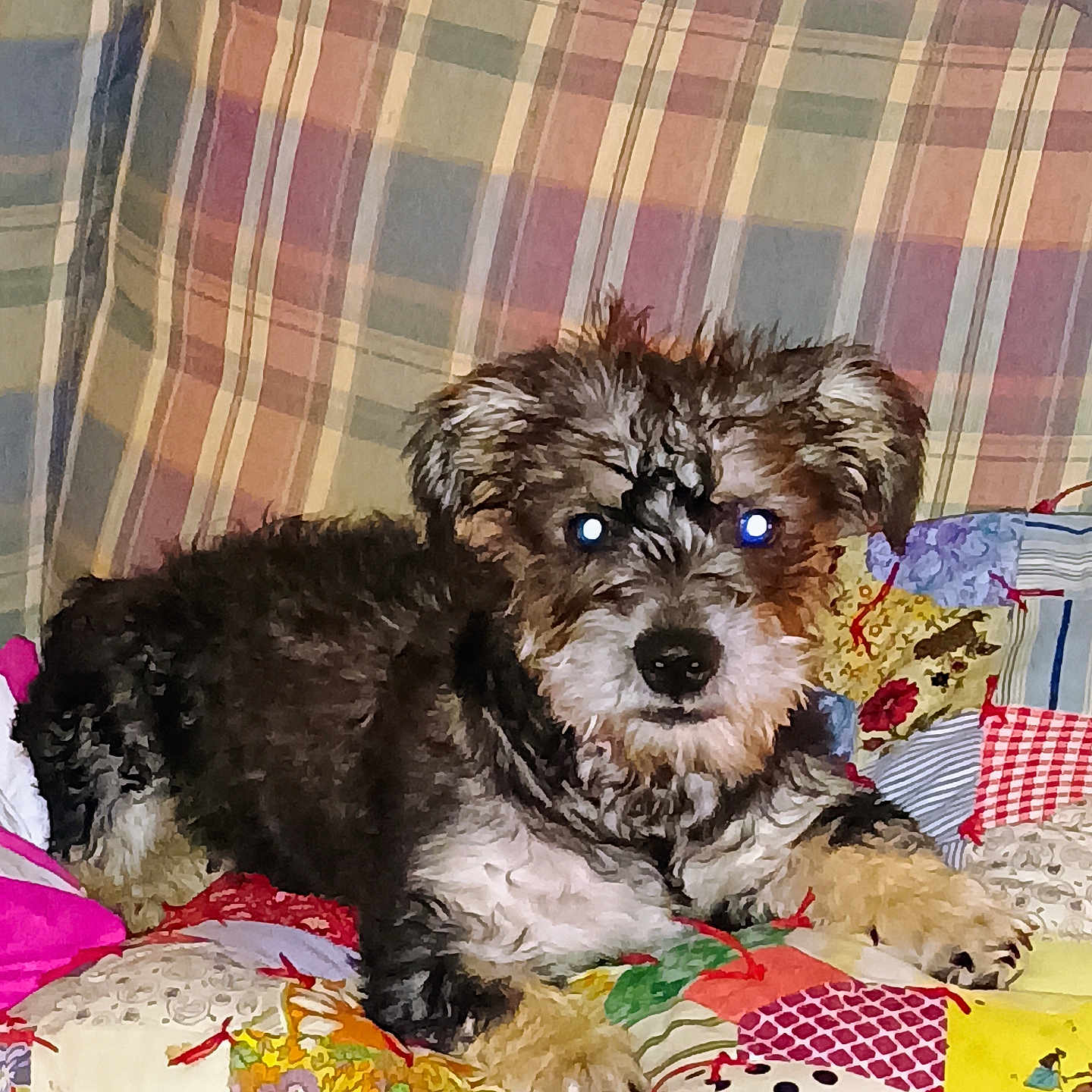 Lady