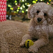 Mabel is registered to the contest to win money with this photo: animal, blurred_background, carpet, christmas_tree, cozy, curly_fur, cute, dog, festive, holiday_decor, holiday_lights, indoor, kong_ball, pet, playing, relaxed, tennis_ball, toy, warm_lighting, white_dog