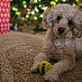 animal, blurred_background, carpet, christmas_tree, cozy, curly_fur, cute, dog, festive, holiday_decor, holiday_lights, indoor, kong_ball, pet, playing, relaxed, tennis_ball, toy, warm_lighting, white_dog