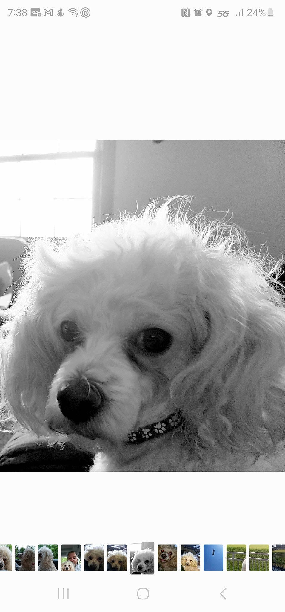 Cindy joined the competition — help win amazing prizes! black_and_white, canidae, carnivore, companion_dog, dog, dog_breed, dog_collar, eye, fur, happy, head, maltepoo, monochrome, monochrome_photography, poodle, snout, sporting_group, style, toy_dog, water_dog