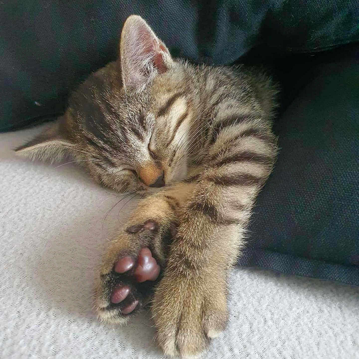 Orion a rejoint le concours — aidez-le/la à gagner de superbes lots ! animal, blanket, cat, closeup, cozy, cushion, cute, feline, fur, indoor, kitten, napping, paw, pet, relaxed, resting, sleeping, soft, tabby, whiskers