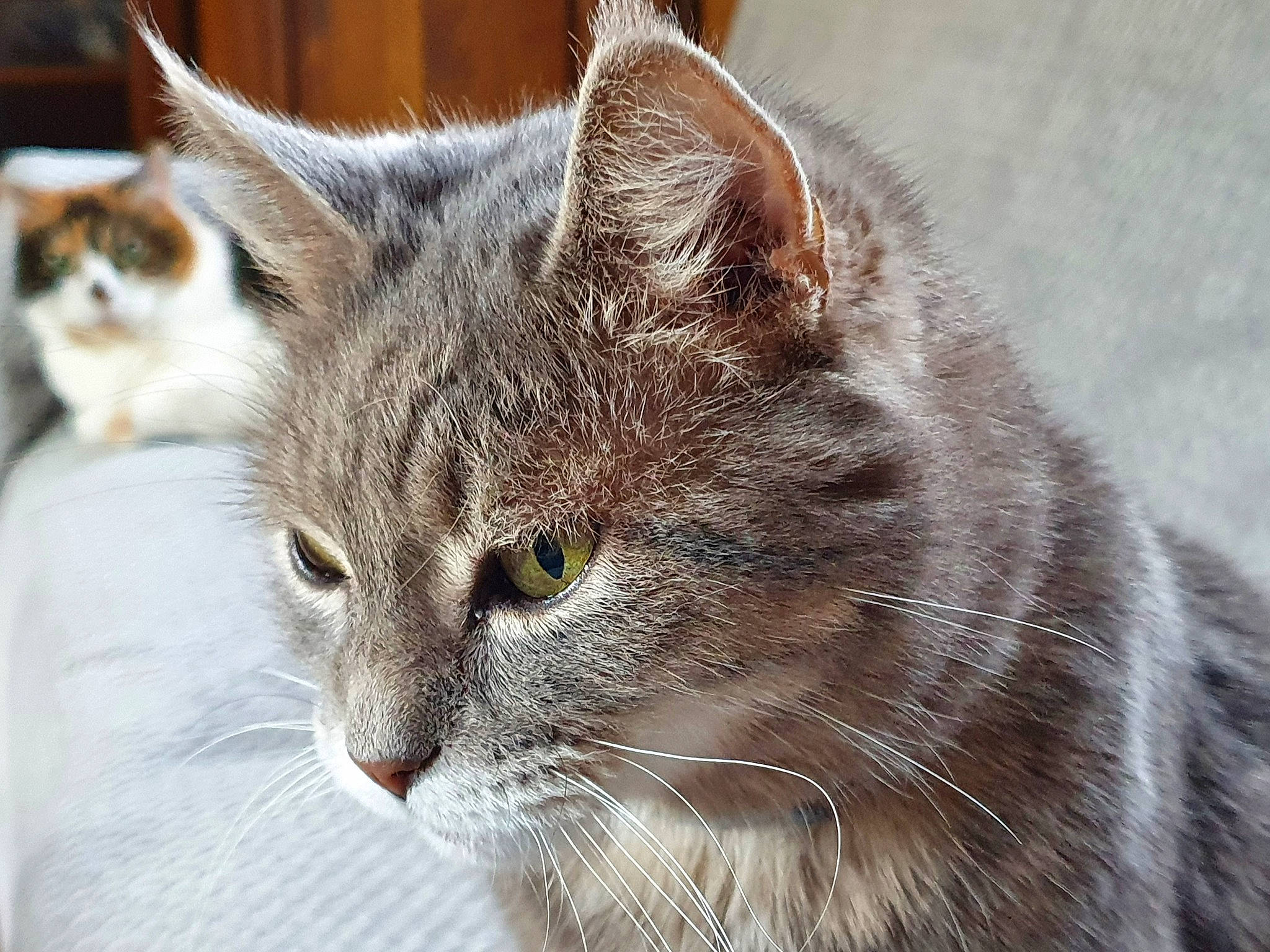 Miyou a rejoint le concours — aidez-le/la à gagner de superbes lots ! carnivore, cat, domestic_short_haired_cat, felidae, fur, small_to_medium_sized_cats, snout, terrestrial_animal, tree, whiskers, wildlife, window