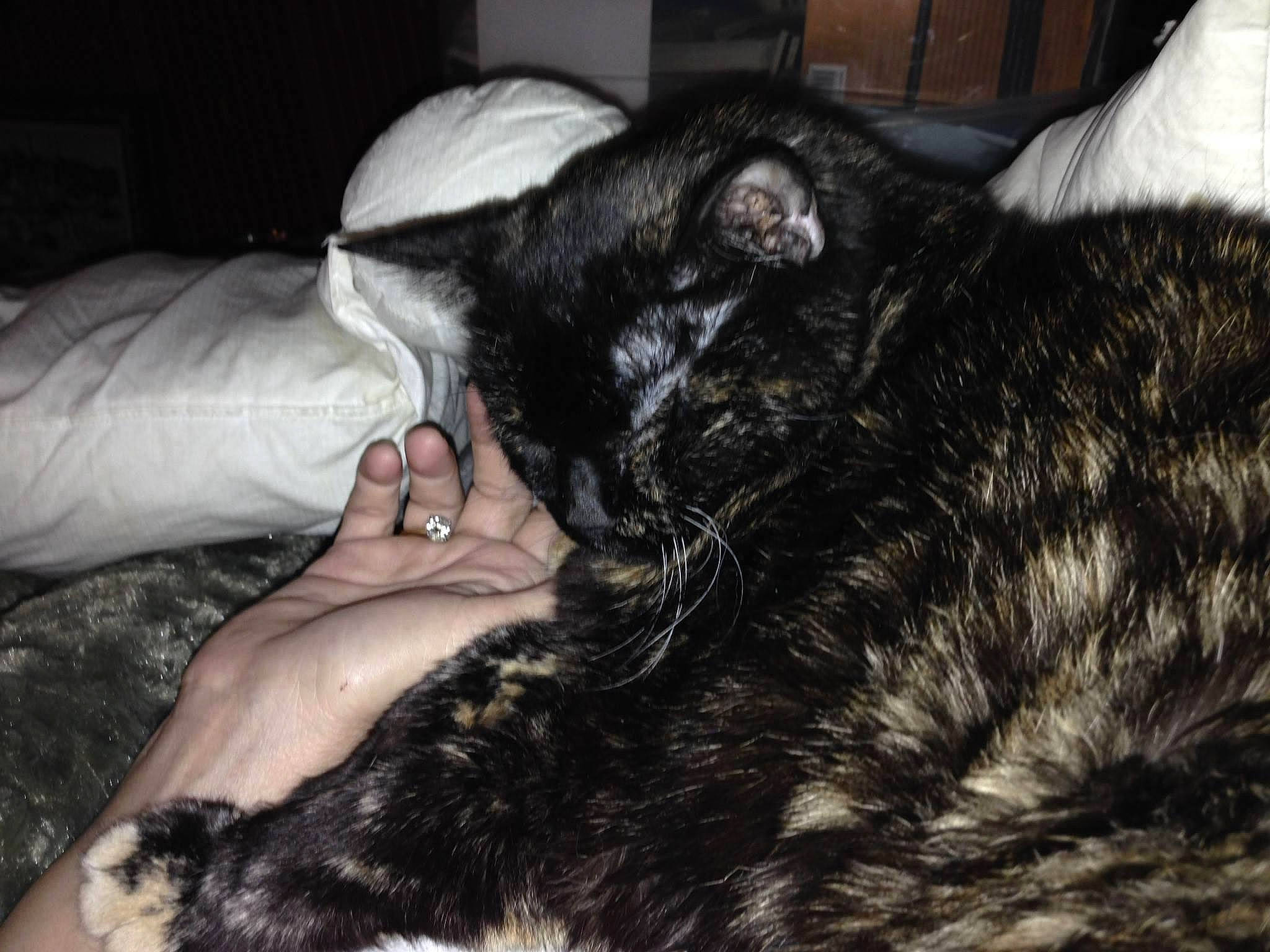 Maeve joined the competition — help win amazing prizes! bed, canidae, carnivore, claw, comfort, companion_dog, dog_breed, ear, felidae, foot, fur, gesture, human_leg, nap, natural_material, sleep, small_to_medium_sized_cats, sporting_group, tail, whiskers