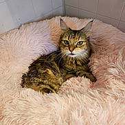 Hazel is registered to the contest to win money with this photo: cat, tabby, pet, feline, fluffy_bed, pink, soft_texture, resting, indoor, corner, tile_wall, cute, cozy, animal, whiskers, ears, fur, relaxed, comfort, domestic