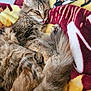 Hazel joined the competition — help win amazing prizes! cat, tabby, fluffy, sleeping, tongue_out, cozy, blanket, soft, fur, pet, relaxed, cute, animal, indoor, resting, paw, tail, closeup, whiskers, feline