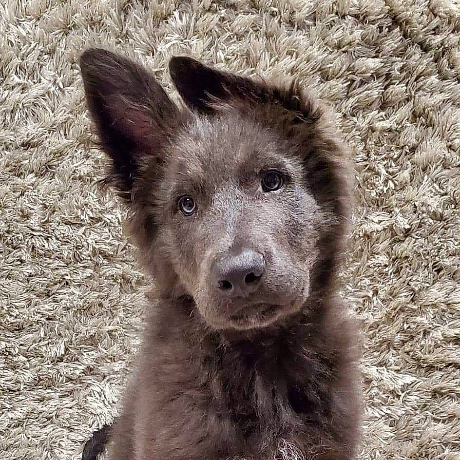 Kodiak is registered to the contest to win money with this photo: canidae, carnivore, dog, dog_breed, mammal, mudi, rare_breed_dog, snout, street_dog, vertebrate, whiskers