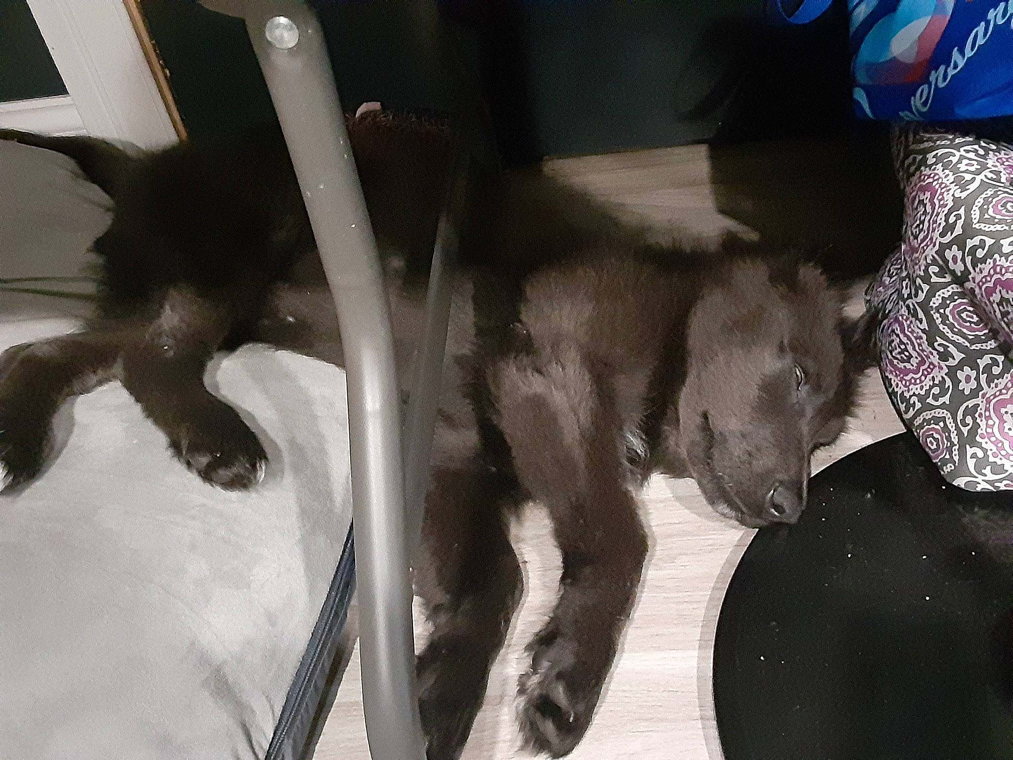 Kodiak joined the competition — help win amazing prizes! canidae, carnivore, dog, dog_breed, fawn, sporting_group, tail, weimaraner