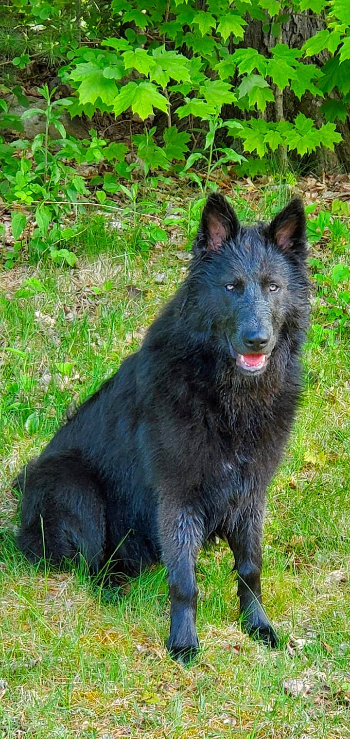 Kodiak is registered to the contest to win money with this photo: belgian_shepherd, black_norwegian_elkhound, bohemian_shepherd, canidae, carnivore, dog, dog_breed, dutch_shepherd_dog, groenendael, herding_dog, kai_ken, mammal, mudi, rare_breed_dog, vertebrate