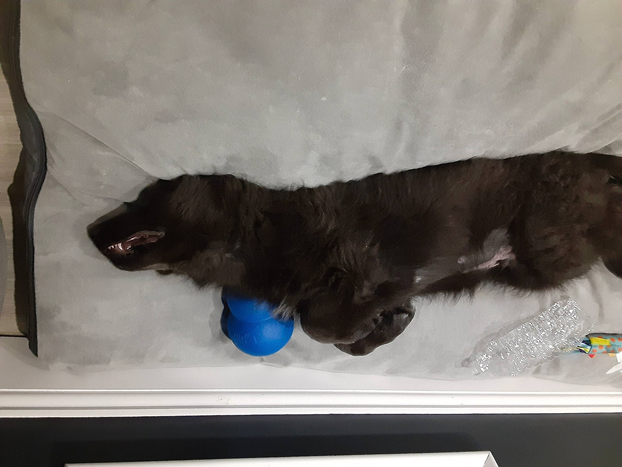 Kodiak is registered to the contest to win money with this photo: american_cocker_spaniel, canidae, carnivore, dog, dog_breed, flat_coated_retriever, puppy, sporting_group