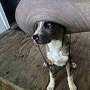 Boss joined the competition — help win amazing prizes! dog, canine, brindle, hat, sun_hat, blue_eye, nose, paw, porch, wooden_floor, sitting, pet, portrait, accessory, brim, pink_nose, leash_string, outdoor, cute, model
