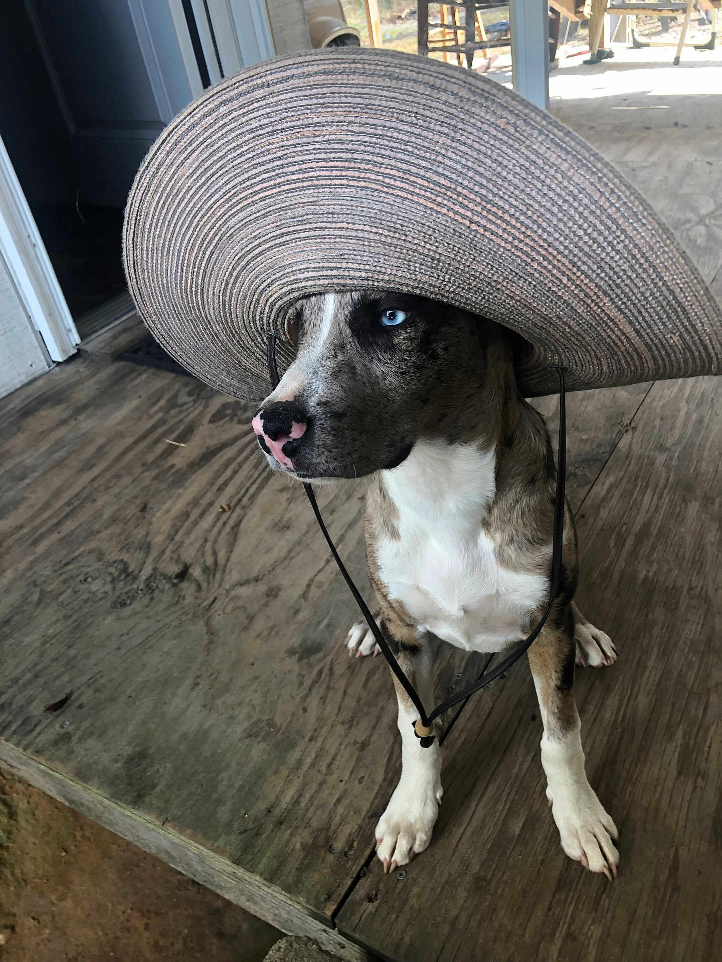 Boss joined the competition — help win amazing prizes! dog, canine, brindle, hat, sun_hat, blue_eye, nose, paw, porch, wooden_floor, sitting, pet, portrait, accessory, brim, pink_nose, leash_string, outdoor, cute, model