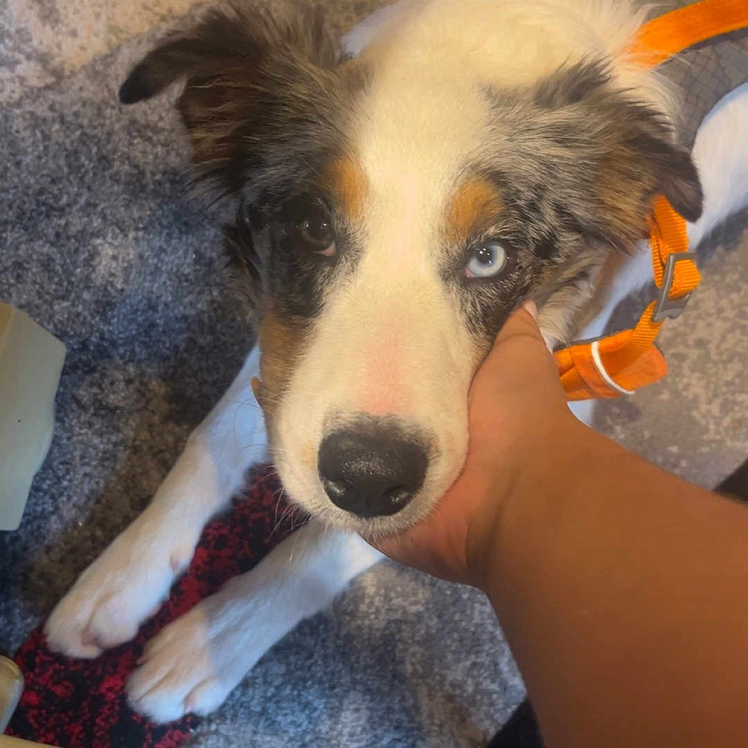 Futé participe au concours pour gagner de l'argent avec cette photo : dog, heterochromia, blue_eye, brown_eye, pet, canine, orange_harness, carpet, hand, indoor, animal, cute, fur, paw, resting, looking_up, domestic, companion, friendly, mammal