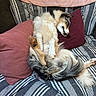 Futé participe au concours pour gagner de l'argent avec cette photo : dog, sleeping, couch, pillows, striped_blanket, fluffy, relaxed, indoor, pet, cozy, fur, tail, paw, comfort, home, rest, cute, canine, domestic_animal, nap