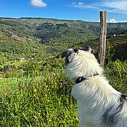 Futé participe au concours pour gagner de l'argent avec cette photo : dog, white_dog, black_spots, outdoor, nature, grass, flowers, mountains, valley, blue_sky, clouds, wooden_post, collar, sunlight, greenery, scenic_view, animal, pet, landscape, daytime