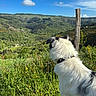 dog, white_dog, black_spots, outdoor, nature, grass, flowers, mountains, valley, blue_sky, clouds, wooden_post, collar, sunlight, greenery, scenic_view, animal, pet, landscape, daytime