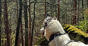 Futé a rejoint le concours — aidez-le/la à gagner de superbes lots ! dog, leash, forest, trees, nature, outdoor, sunlight, pine_needles, moss, animal, canine, woods, daylight, scenery, pet, fur, standing, landscape, environment, adventure