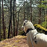 dog, leash, forest, trees, nature, outdoor, sunlight, pine_needles, moss, animal, canine, woods, daylight, scenery, pet, fur, standing, landscape, environment, adventure