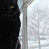cat, black_cat, window, snow, winter, animal, pet, indoor, yellow_eyes, feline, sill, blurred_background, quiet, cozy, curious, fur, portrait, closeup, daylight, nature_outside