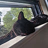 Maeve joined the competition — help win amazing prizes! cat, black_cat, sleeping, tongue_out, windowsill, window, screen, sunlight, indoor, pet, animal, relaxing, closeup, fur, whiskers, daylight, nature_background, resting, quiet, cozy