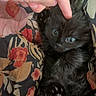 Maeve joined the competition — help win amazing prizes! kitten, black_cat, blue_eyes, hand, finger, floral_blanket, cute, pet, animal, fur, paw, small, cozy, indoor, resting, curious, touch, close_up, domestic_cat, young