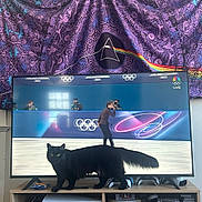 Maeve joined the competition — help win amazing prizes! black_cat, cat, television, tv_screen, figure_skater, olympics, living_room, tapestry, purple_tapestry, prism_design, sports_broadcast, wooden_tv_stand, video_game_consoles, cardboard_box, remote_control, indoor, furniture, pet, animal, optical_illusion