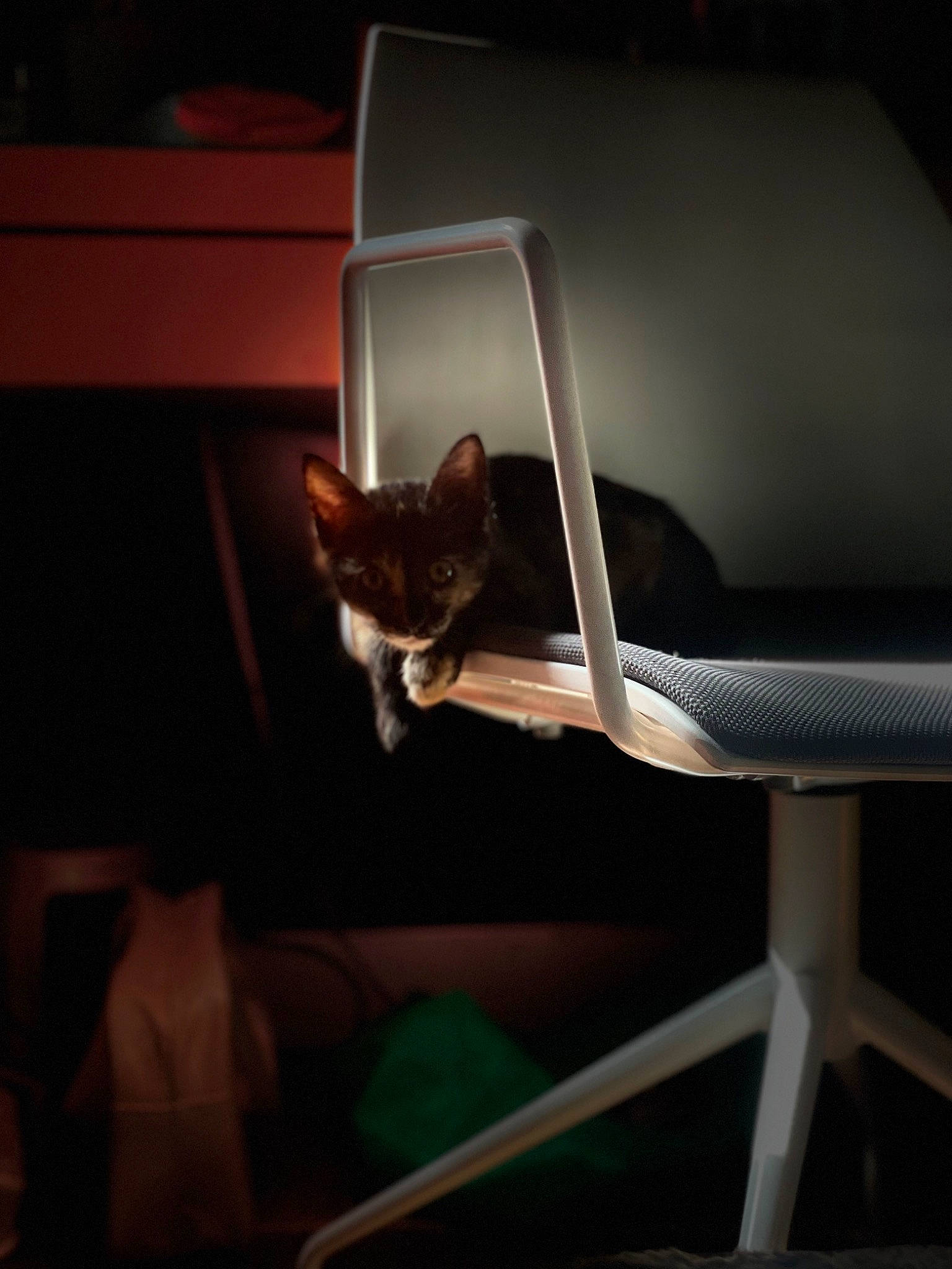 Unko participe au concours pour gagner de l'argent avec cette photo : automotive_design, automotive_exterior, automotive_lighting, carnivore, cat, ceiling, chair, comfort, darkness, felidae, glass, laptop, metal, room, small_to_medium_sized_cats, tail, tints_and_shades, vehicle_door, whiskers, wood