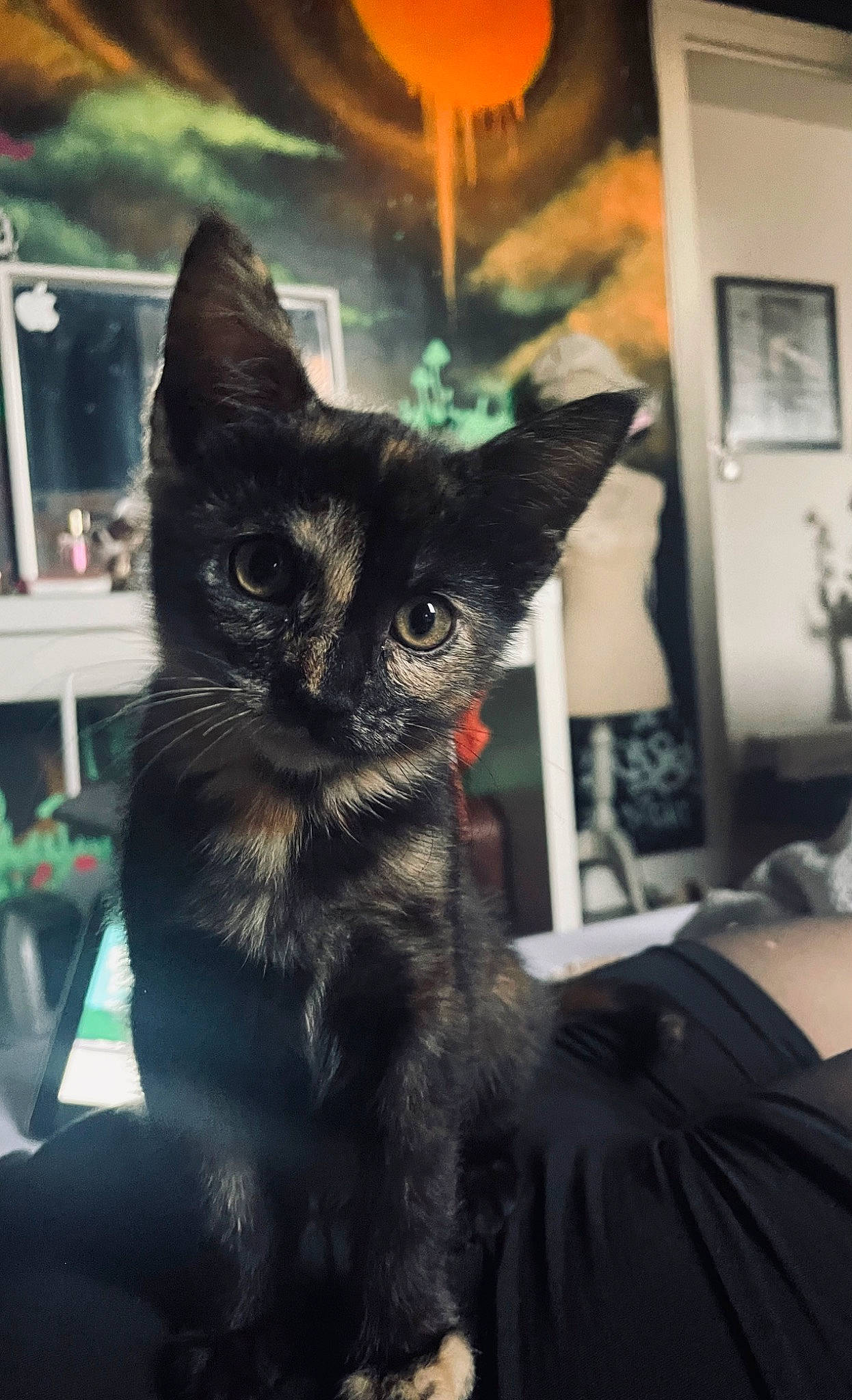 Unko a rejoint le concours — aidez-le/la à gagner de superbes lots ! black_cat, carnivore, cat, claw, comfort, darkness, domestic_short_haired_cat, ear, felidae, fur, lamp, lampshade, paw, picture_frame, room, sitting, small_to_medium_sized_cats, tail, whiskers, window