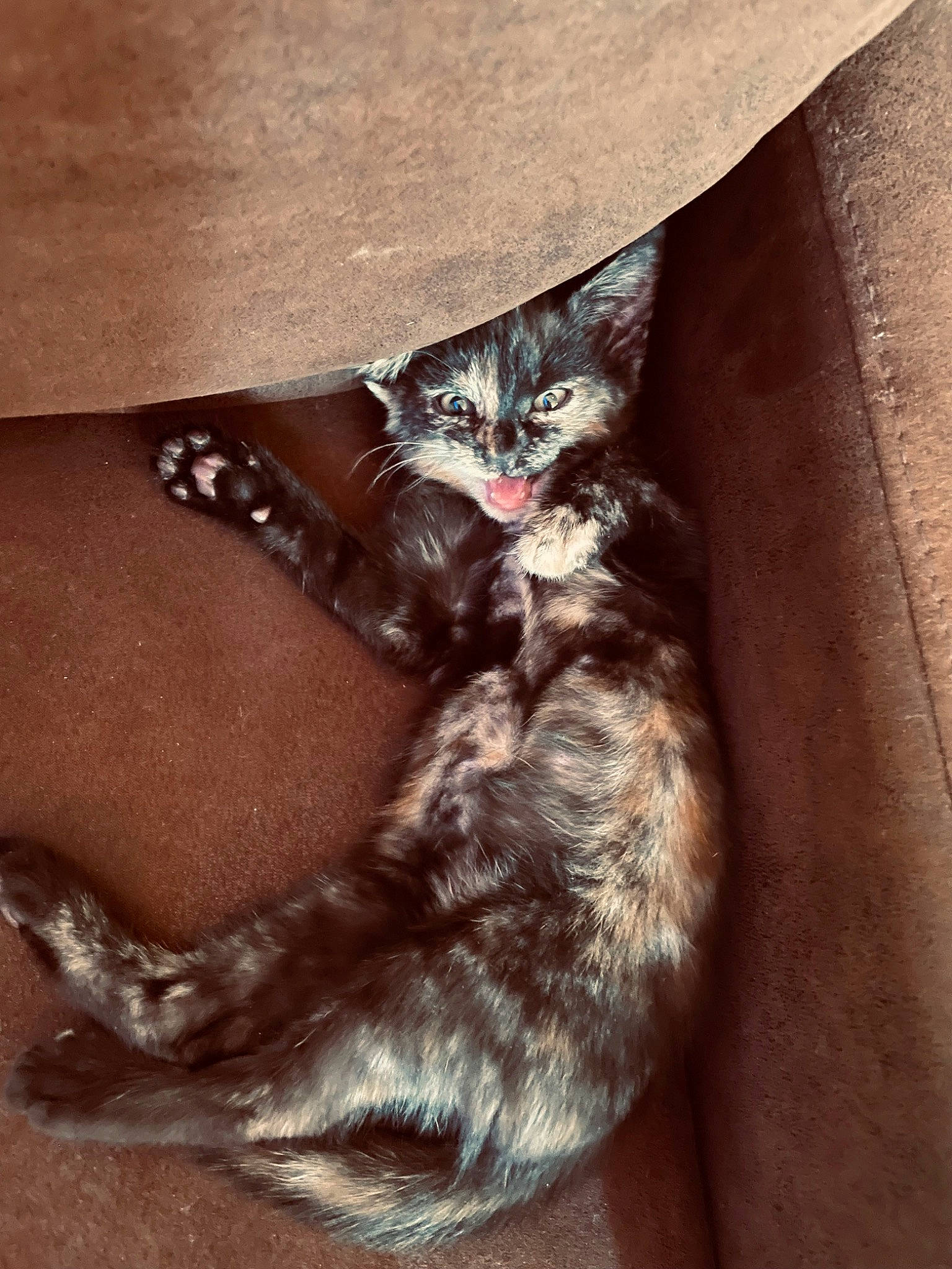 Unko participe au concours pour gagner de l'argent avec cette photo : black_cat, carnivore, cat, cat_toy, claw, comfort, domestic_short_haired_cat, ear, felidae, fur, grey, paw, small_to_medium_sized_cats, tail, whiskers, wood