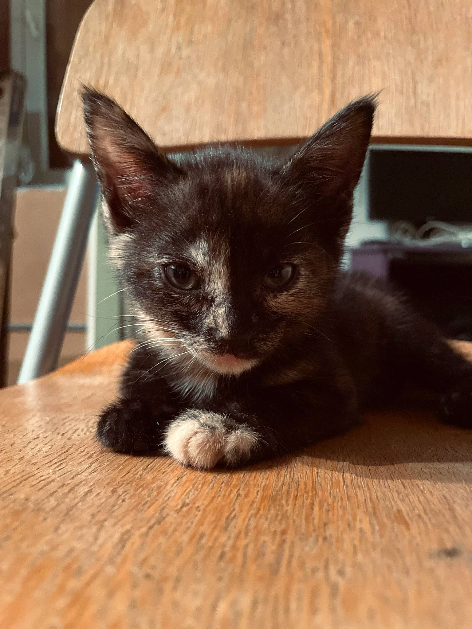 Unko a rejoint le concours — aidez-le/la à gagner de superbes lots ! carnivore, cat, claw, comfort, domestic_short_haired_cat, felidae, flooring, fur, hardwood, small_to_medium_sized_cats, snout, tail, terrestrial_animal, whiskers, wood