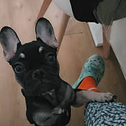 Aria a rejoint le concours — aidez-le/la à gagner de superbes lots ! begging, black_fur, chair, close_up, crocs_shoe, curious, cute, dog, ears, french_bulldog, indoor, leg, looking_up, orange_sock, patterned_clothing, paw, pet, portrait, puppy, wooden_floor
