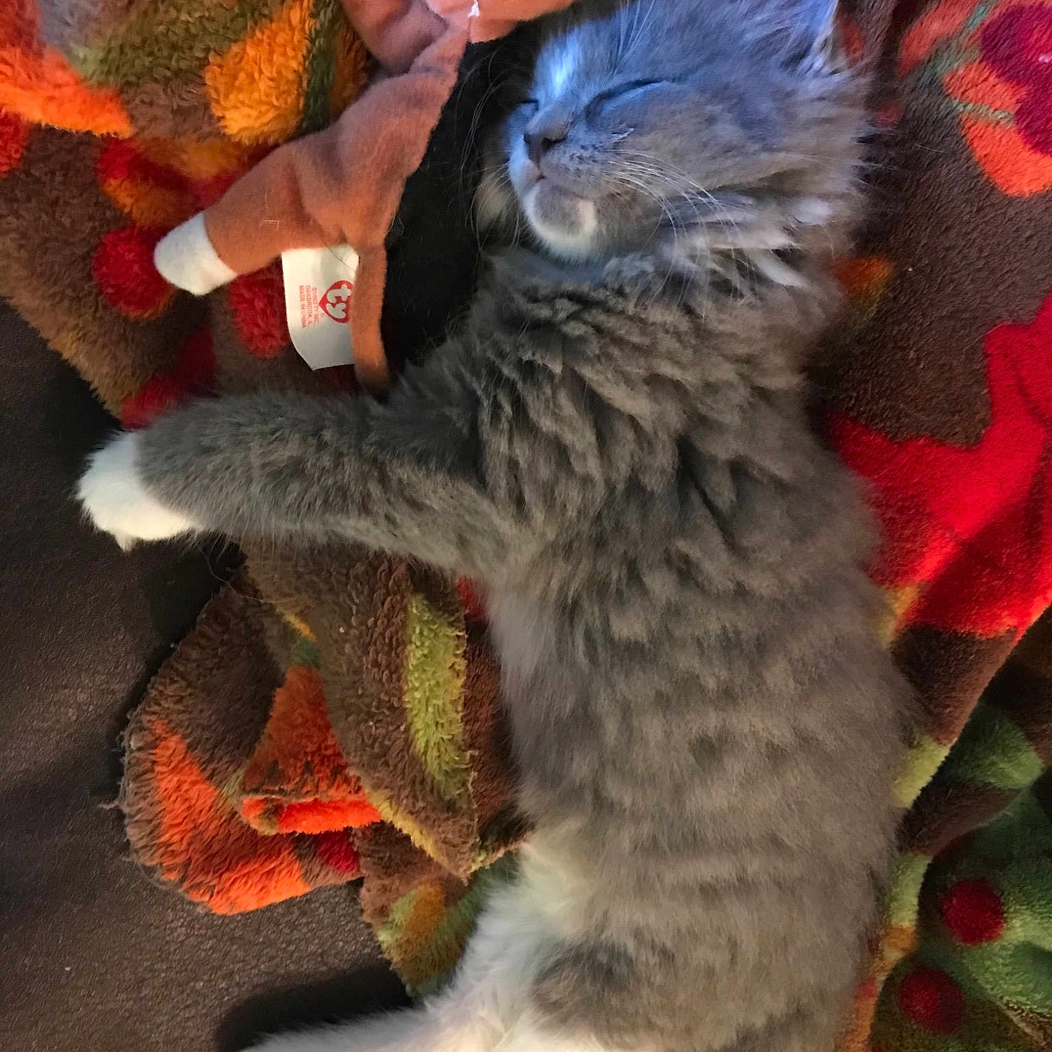 Blueberry is registered to the contest to win money with this photo: carnivore, cat, claw, domestic_short_haired_cat, european_shorthair, felidae, fur, german_rex, kitten, nebelung, pixie_bob, russian_blue, small_to_medium_sized_cats, tabby_cat, whiskers