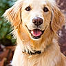 Bella a rejoint le concours — aidez-le/la à gagner de superbes lots ! canidae, carnivore, companion_dog, dog, dog_breed, fawn, flat_coated_retriever, fur, golden_retriever, hovawart, mammal, nova_scotia_duck_tolling_retriever, puppy, rare_breed_dog, retriever, small_greek_domestic_dog, snout, sporting_group, vertebrate, whiskers