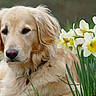 Bella participe au concours pour gagner de l'argent avec cette photo : ancient_dog_breeds, canidae, carnivore, companion_dog, dog, dog_breed, flower, golden_retriever, grass, hovawart, labrador_retriever, mammal, plant, puppy, rare_breed_dog, retriever, small_greek_domestic_dog, snout, sporting_group, vertebrate