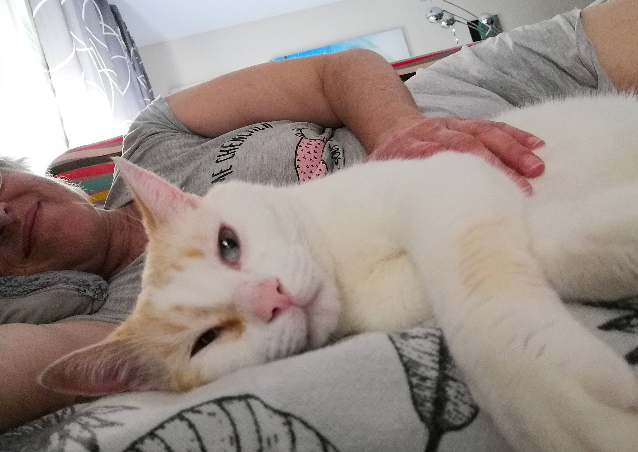 Cacahouète participe au concours pour gagner de l'argent avec cette photo : bed, carnivore, cat, comfort, companion_dog, domestic_short_haired_cat, fawn, felidae, foot, fur, human_leg, lap, linens, nail, nose, skin, small_to_medium_sized_cats, snout, textile, whiskers