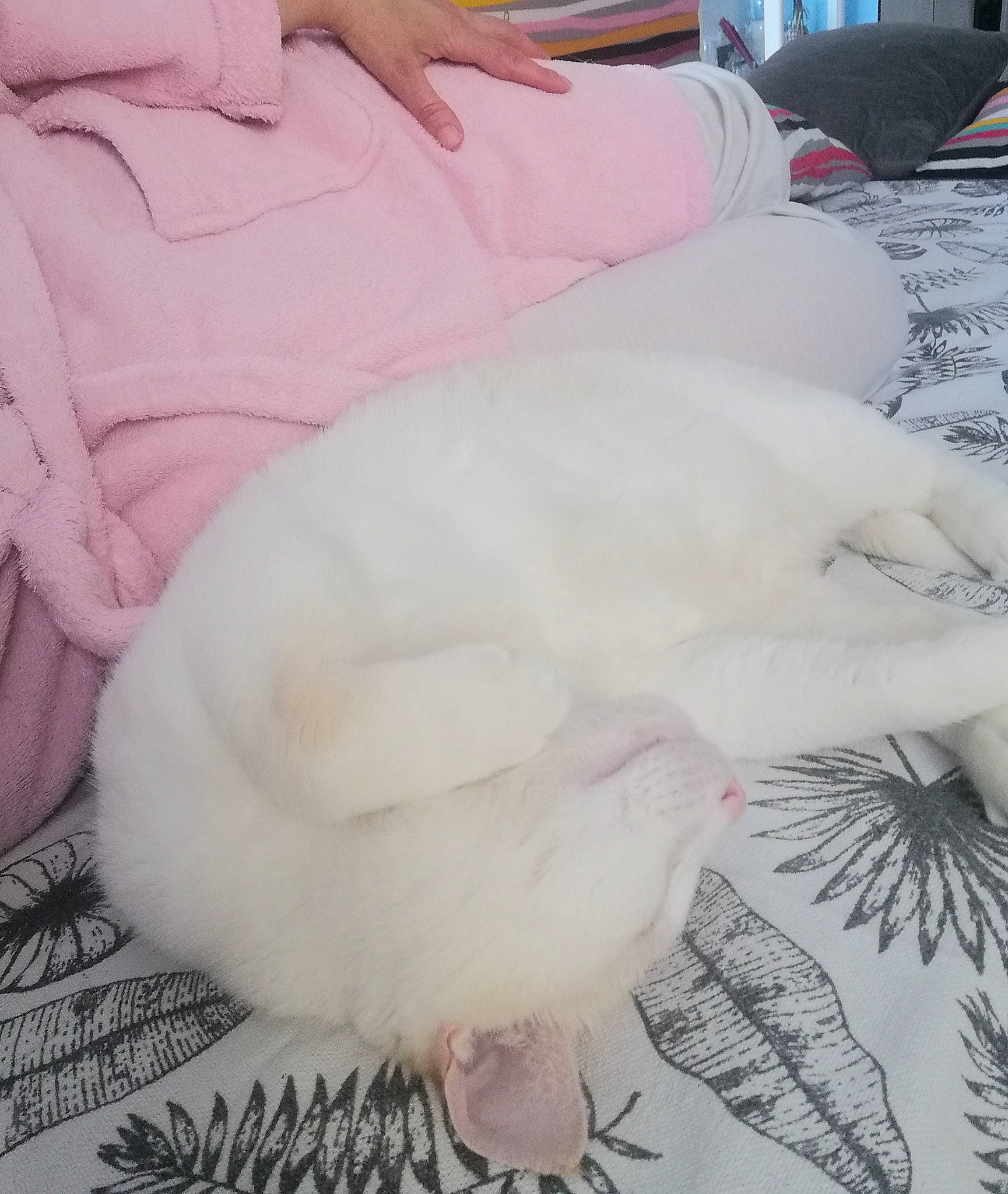 Cacahouète participe au concours pour gagner de l'argent avec cette photo : _geese_and_swans, beak, bedding, bird, canidae, comfort, companion_dog, dog_breed, duck, ducks, feather, felidae, fur, linens, nap, paw, pink, small_to_medium_sized_cats, sporting_group, tail