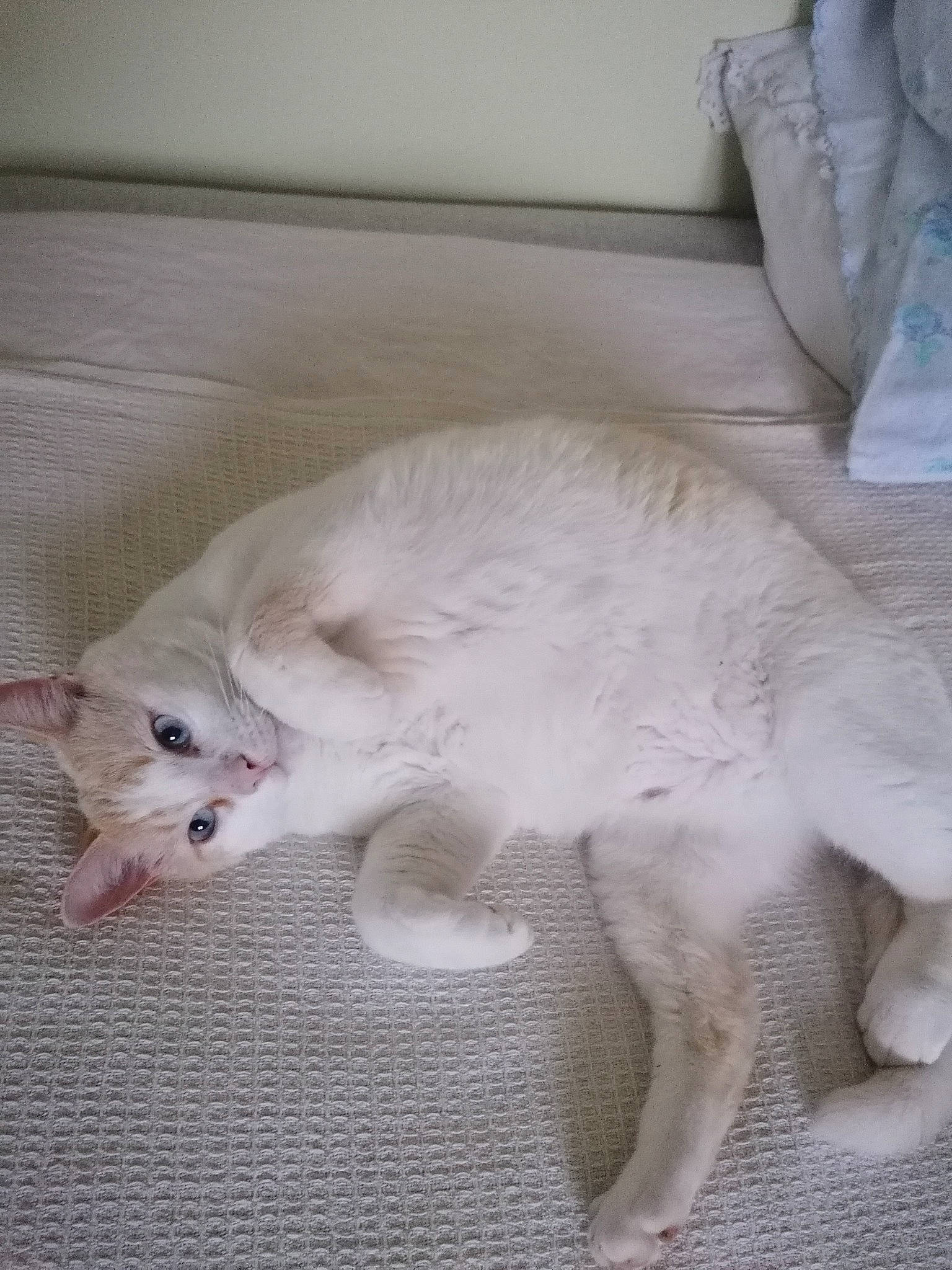 Cacahouète participe au concours pour gagner de l'argent avec cette photo : bed, carnivore, cat, cat_supply, claw, comfort, domestic_short_haired_cat, ear, fang, fawn, felidae, fur, linens, nap, paw, sleep, small_to_medium_sized_cats, snout, tail, whiskers